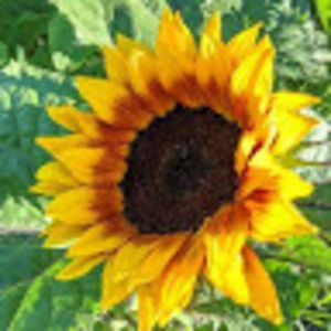 Meet your Posher, Sana